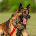 A sheriff's office K-9 was injured during an arrest in Henry County, Virginia